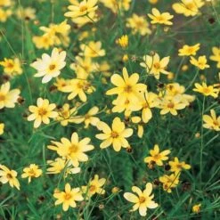 Coreopsis Verticillata 'Moonbeam' -Olivia Plants Sales x600 13709
