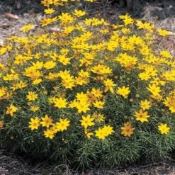 Coreopsis Verticillata 'Zagreb' -Olivia Plants Sales x600 13711