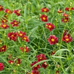 Coreopsis Big Bang™ 'Mercury Rising'