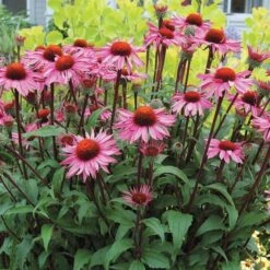Echinacea Purpurea Prairie Pillars™ 'Merlot' -Olivia Plants Sales x600 13726