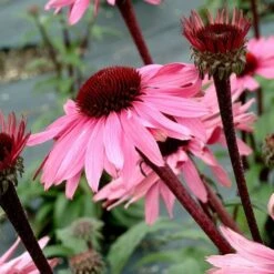 Echinacea Purpurea Prairie Pillars™ 'Merlot' -Olivia Plants Sales x600 13727