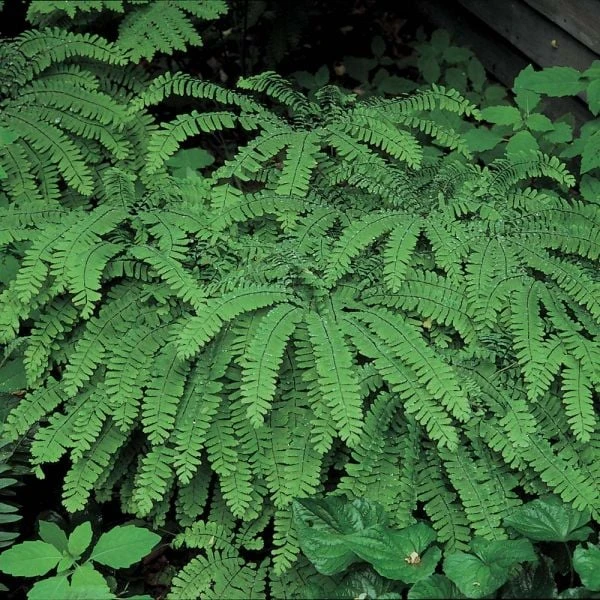 Adiantum Pedatum - Maidenhair Fern 2 Adiantum Pedatum - Maidenhair Fern - Image 2