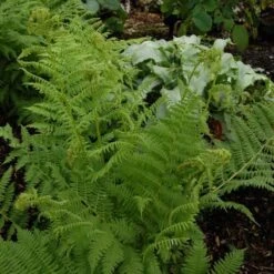 Athyrium Filix-femina - Lady Fern -Olivia Plants Sales x600 13738