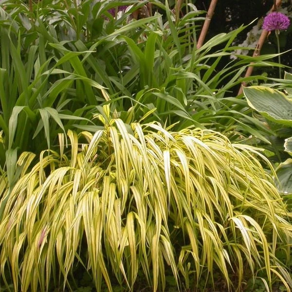 Ornamental Grass: Hakonechloa Macra 'Aureola' 4 Ornamental Grass: Hakonechloa Macra 'Aureola' - Image 4