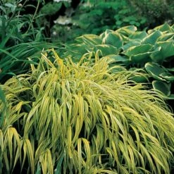 Ornamental Grass: Hakonechloa Macra 'Aureola' 13 Ornamental Grass: Hakonechloa Macra 'Aureola' -Olivia Plants Sales x600 13749