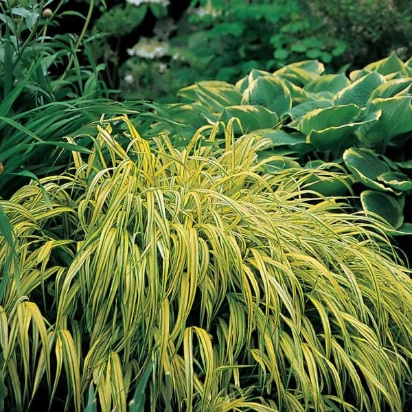 Ornamental Grass: Hakonechloa Macra 'Aureola' 7 Ornamental Grass: Hakonechloa Macra 'Aureola' - Image 7