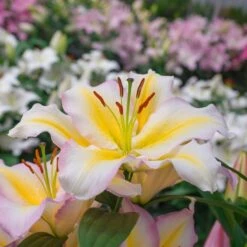 Lilium 'Captain Tricolore' 8 Lilium 'Captain Tricolore' -Olivia Plants Sales x600 13782