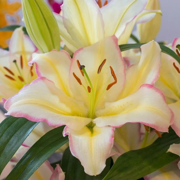 Lilium 'Captain Tricolore' 5 Lilium 'Captain Tricolore' - Image 5