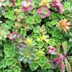 Sedum Tile® Color Splash -Olivia Plants Sales x600 13798