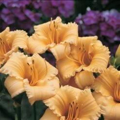 Hemerocallis (Daylily) 'Apricot Sparkles' - Reblooming -Olivia Plants Sales x600 13862