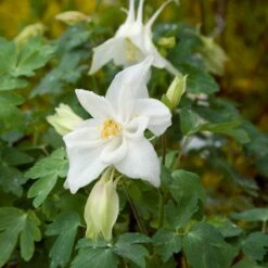 Aquilegia 'Dove' -Olivia Plants Sales x600 13867