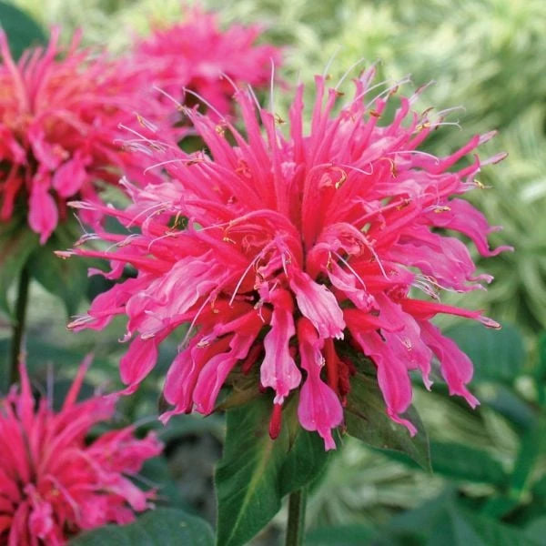 Monarda Didyma 'Coral Reef' 1 Monarda Didyma 'Coral Reef'
