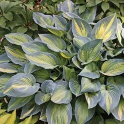 Hosta 'June' -Olivia Plants Sales x600 13907