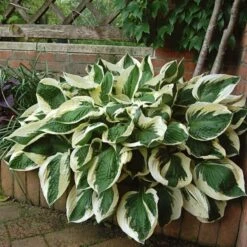Hosta 'Patriot' -Olivia Plants Sales x600 13935