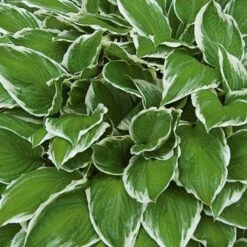 Hosta 'Patriot' -Olivia Plants Sales x600 13936