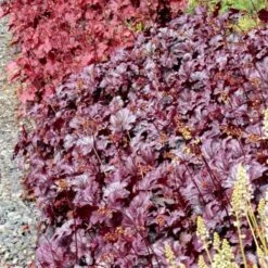 Heuchera 'Shanghai' -Olivia Plants Sales x600 13956