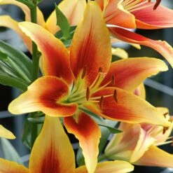 Extended-Season Lily Mix -Olivia Plants Sales x600 13965