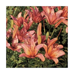 Extended-Season Lily Mix -Olivia Plants Sales x600 13966