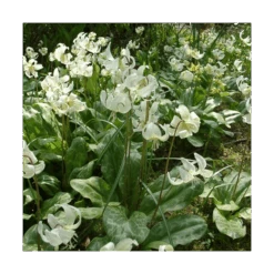 Erythronium Californicum 'White Beauty'