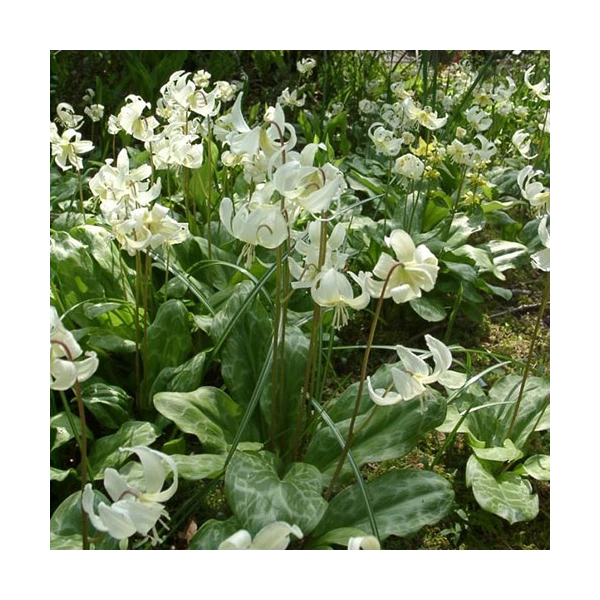 Erythronium Californicum 'White Beauty' 1 Erythronium Californicum 'White Beauty'