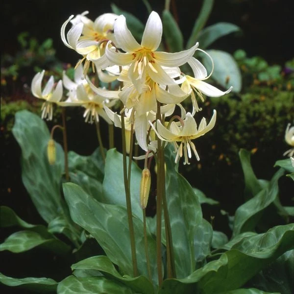 Erythronium Californicum 'White Beauty' 2 Erythronium Californicum 'White Beauty' - Image 2