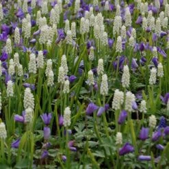 Muscari Botryoides 'Album' -Olivia Plants Sales x600 14052