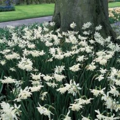 Narcissus 'Thalia' -Olivia Plants Sales x600 14150