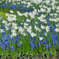 Narcissus 'Thalia' -Olivia Plants Sales x600 14151