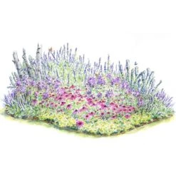 Olivia Plants Sales -Olivia Plants Sales x600 14155