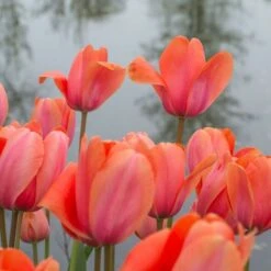 Tulip 'Apricot Impression' -Olivia Plants Sales x600 14174