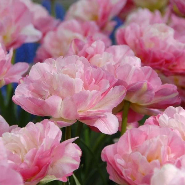 Tulip 'Double Sugar' 2 Tulip 'Double Sugar' - Image 2