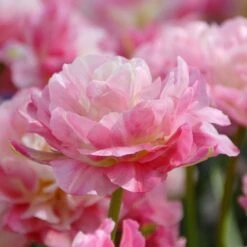 Tulip 'Double Sugar' 6 Tulip 'Double Sugar' -Olivia Plants Sales x600 14242