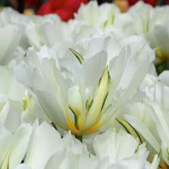 Tulip 'Exotic Emperor' -Olivia Plants Sales x600 14249
