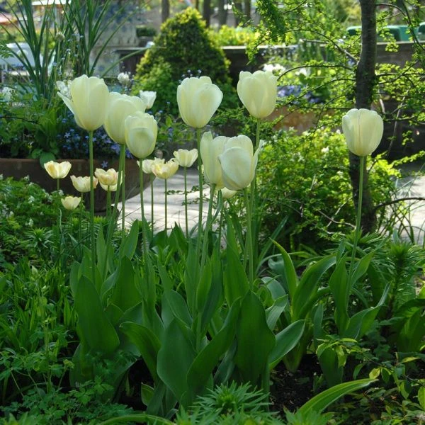Tulip 'Ivory Floradale' 2 Tulip 'Ivory Floradale' - Image 2
