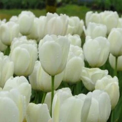 Tulip 'Ivory Floradale' 10 Tulip 'Ivory Floradale' -Olivia Plants Sales x600 14262