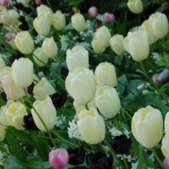 Tulip 'Ivory Floradale' 11 Tulip 'Ivory Floradale' -Olivia Plants Sales x600 14263
