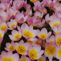 Tulip Bakeri 'Lilac Wonder' -Olivia Plants Sales x600 14271