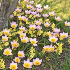 Tulip Bakeri 'Lilac Wonder' -Olivia Plants Sales x600 14272