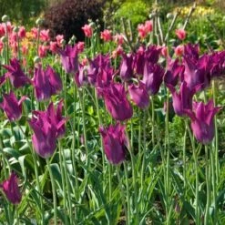 Tulip 'Purple Dream' -Olivia Plants Sales x600 14297