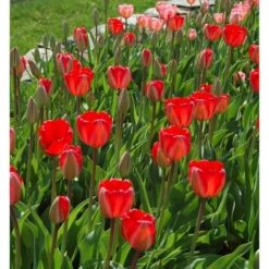 Tulip 'Red Impression' 8 Tulip 'Red Impression' -Olivia Plants Sales x600 14303