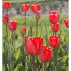 Tulip 'Red Impression' 9 Tulip 'Red Impression' -Olivia Plants Sales x600 14304