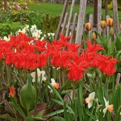 Tulip 'Rigas Barikades' -Olivia Plants Sales x600 14322