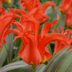 Tulip 'Rigas Barikades' -Olivia Plants Sales x600 14323