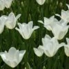 Tulip 'White Triumphator'