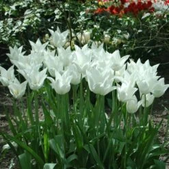 Tulip 'White Triumphator' -Olivia Plants Sales x600 14359