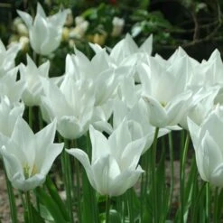 Tulip 'White Triumphator' -Olivia Plants Sales x600 14360