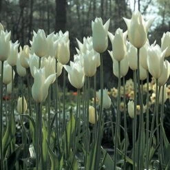Tulip 'White Triumphator' -Olivia Plants Sales x600 14362
