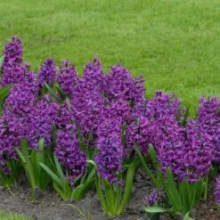 Hyacinthus Orientalis 'Purple Sensation' -Olivia Plants Sales x600 14386