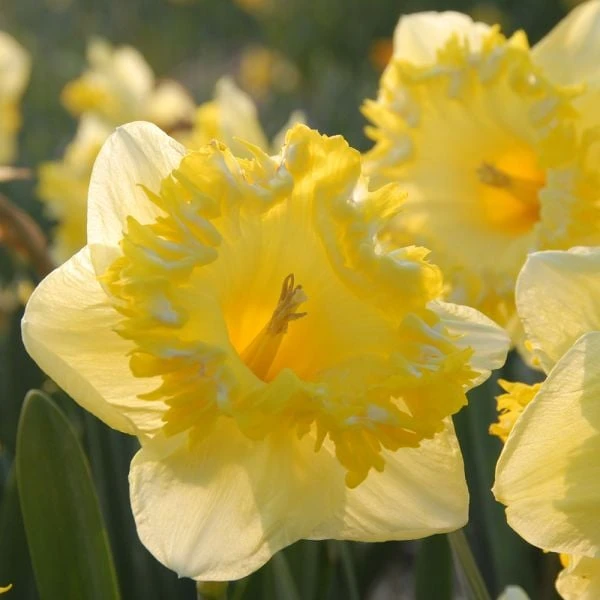 Narcissus 'Snowtip' 2 Narcissus 'Snowtip' - Image 2