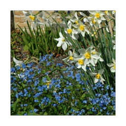 Myosotis Sylvatica -Olivia Plants Sales x600 14590